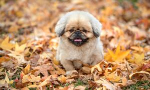 軽い脳震盪の症状と治療法について知っておくべきことは？