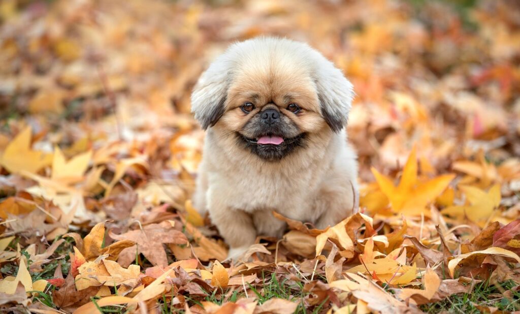脳震盪を予防するための効果的なサプリは？