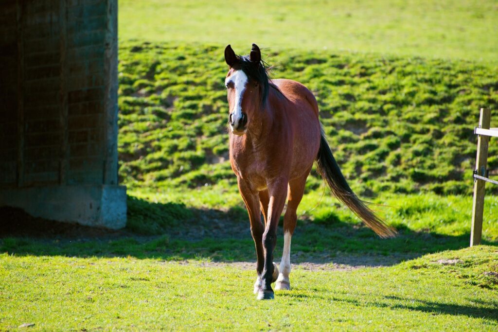 脳震盪の現場における救護体制の作り方とは？