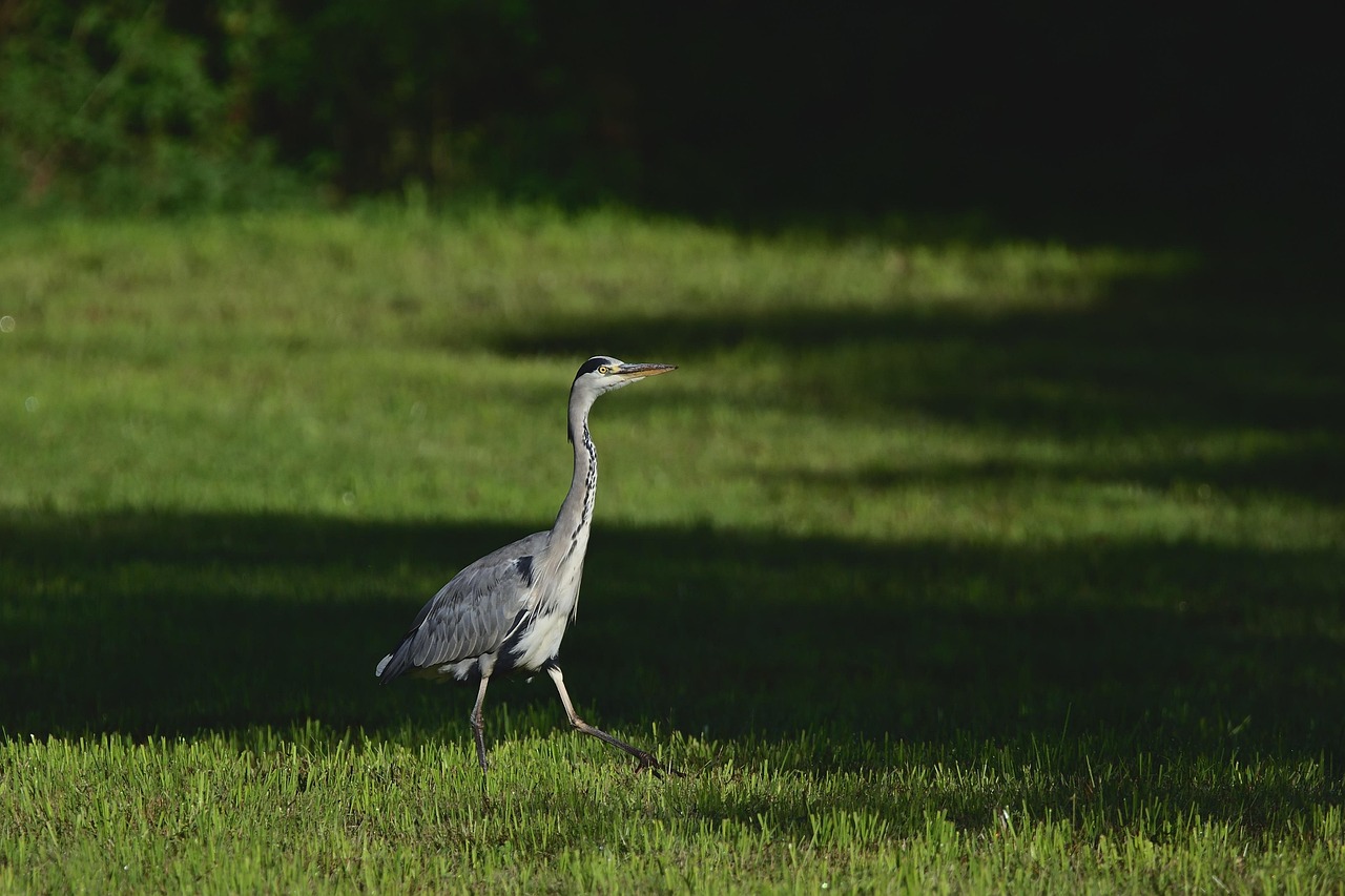 脳震盪の遠征での受診先探しに役立つポイントは？