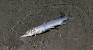 脳震盪に関するマニュアルPDFを無料で入手する方法は？